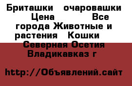 Бриташки - очаровашки.  › Цена ­ 3 000 - Все города Животные и растения » Кошки   . Северная Осетия,Владикавказ г.